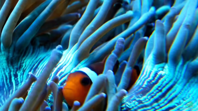 Amphiprion ocellaris von Malawigo (92)