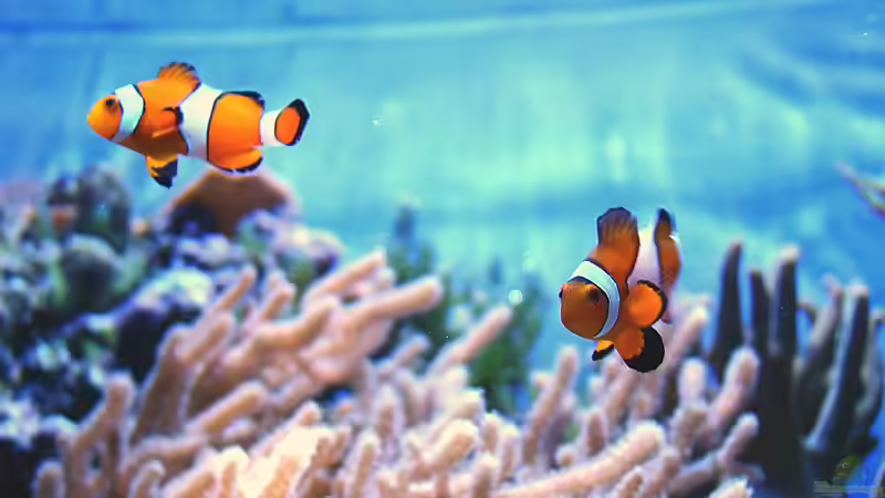 Amphiprion Oscellaris von bernie-124 (13)