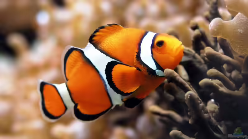 Amphiprion percula   Anemonenfisch von becki2 (11)