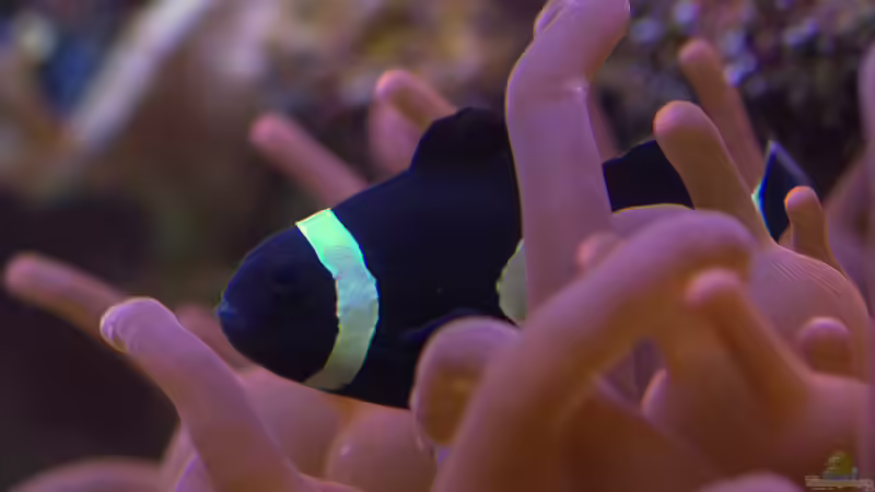 Aquarien mit Amphiprion ocellaris black (Clown-Anemonenfisch)