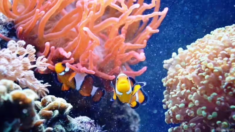 Amphiprion percula Paar  von berchti555 (19)