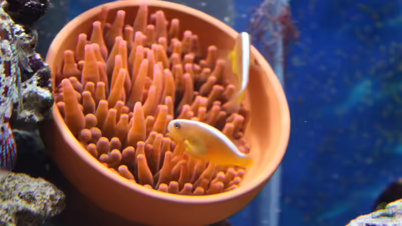 Amphiprion sandaracinos im Aquarium halten (Einrichtungsbeispiele für Oranger Weißrücken-Anemonenfisch)