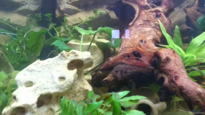 AMphore als Versteckmöglichkeit von Alsi (55)