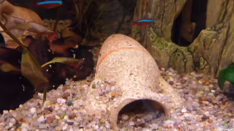 Amphore von McCena (10)