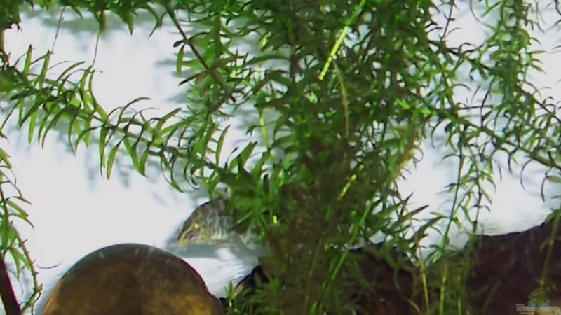 Amphore von Solaris (4)