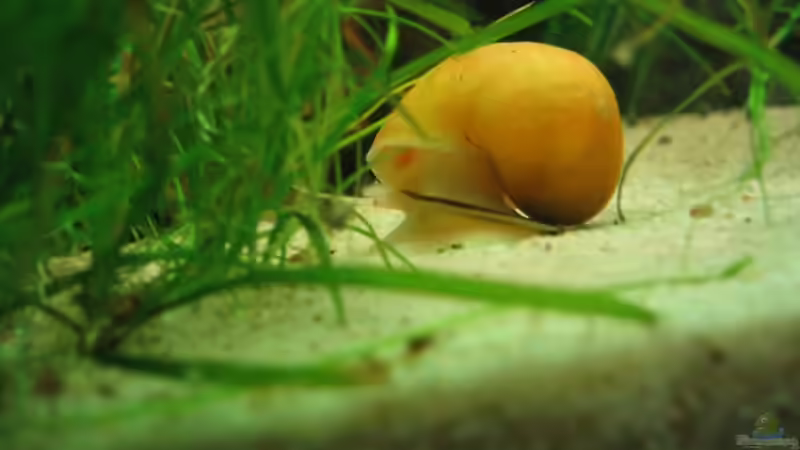 Ampullaria scalaria von Michael Gerhardt (7)