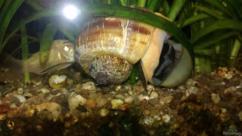 Ampullariidae // Apfelschnecke von Biffty (28)