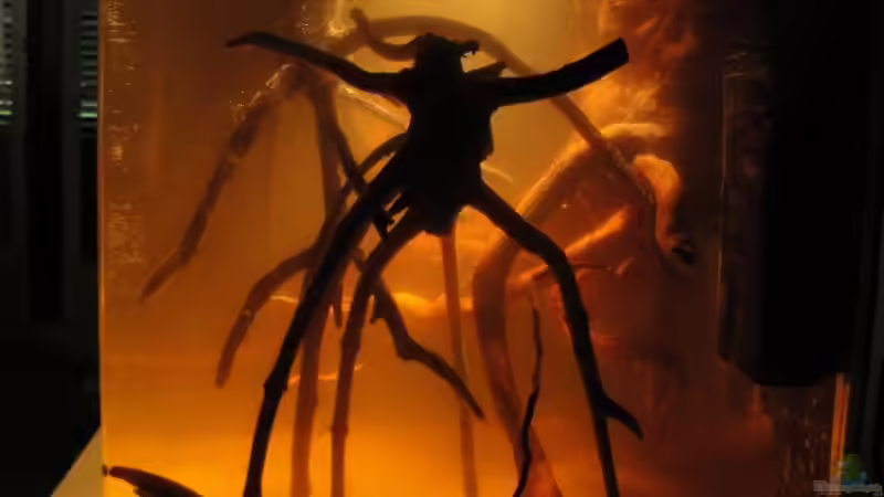 Amtra Moorwood  von Laura (14)