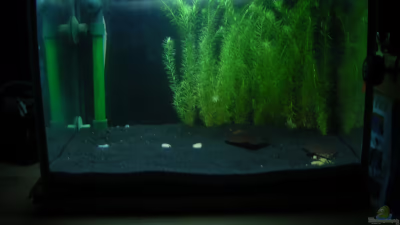 an anfang von cichlid15 (2)