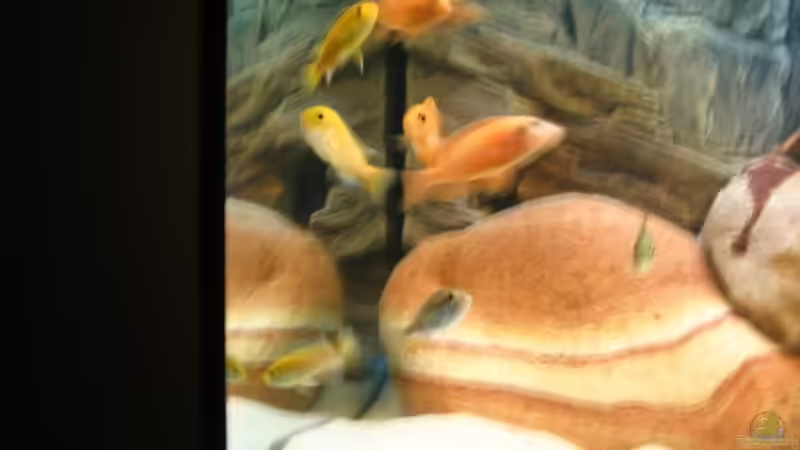 An den Fischfotos arbeite ich noch :D von Kleener Stinker (9)