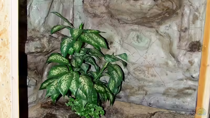 An den Rückwänden sieht man schön, wie die Farbpigmente unterschiedlich durch den Epoxidharz verstärkt wurden. Auch die Risse haben ihren Charme von Betta Chris (15)