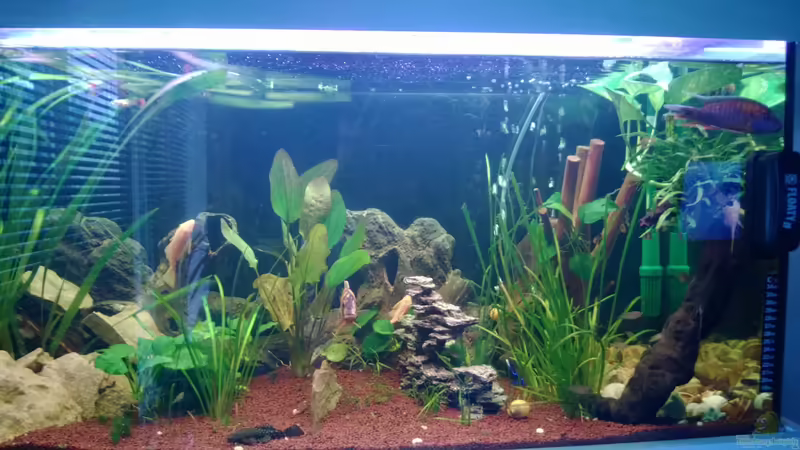 Aquarien mit Schiefer als Dekoration