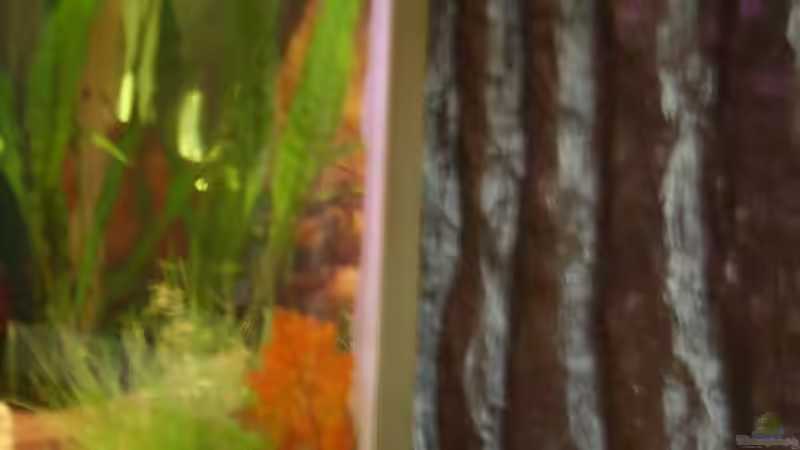 an der hintere Seite und an linken befindet sich einen Strukturwand außerhalb des von Sandra Stoffels (5)