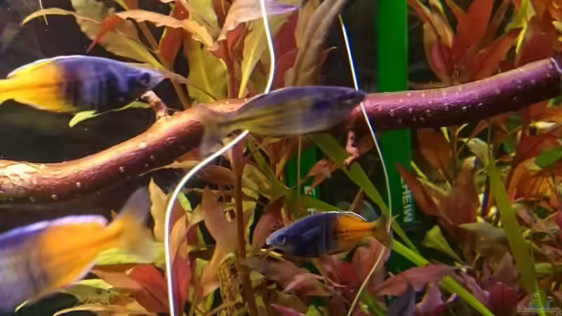 an der Oberfläche sind die Wasserlinsen gut zu erkennen. Fische diese aber 1x die Woche ab, da es sonst zu viele werden.... von rainbow2010 (10)