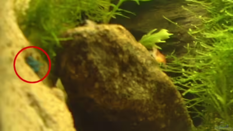 an der roten Markierung fließt das Wasser rein. Die Rückwand wird mit der Zeit von Sebastian H.2 (11)