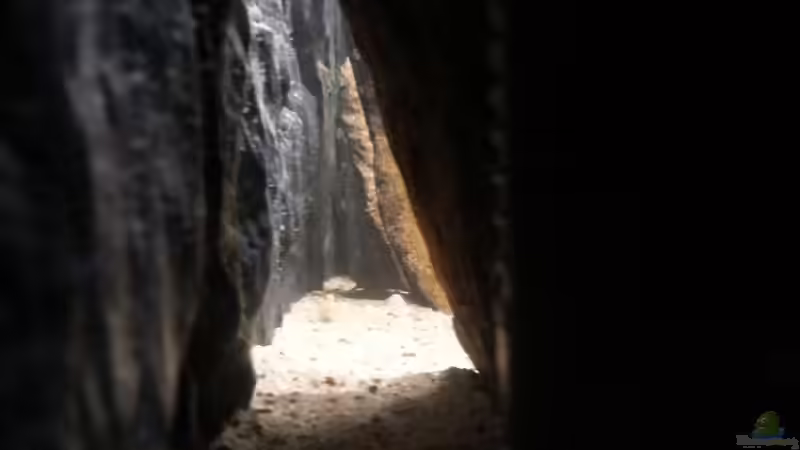 an der Rückwand hinter dem Filter von junger Aquarianer (10)