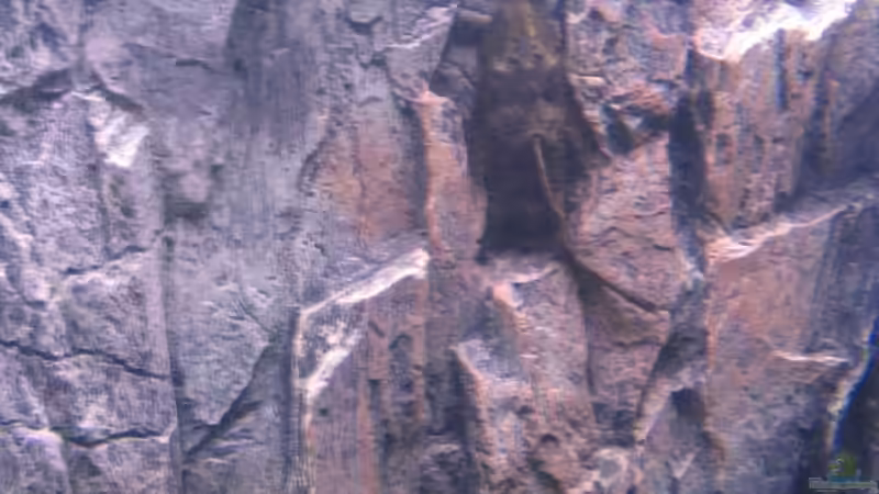 An der Wand---->gut erkennbar wie groß ER schon ist von Gladbacherfohlen86 (43)