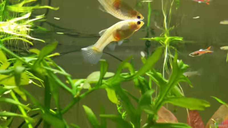 An der Wasseroberfläche. Hochschwangeres Weibchen und ein Männchen. von Aquilegia (11)