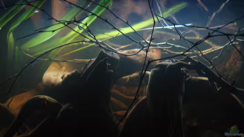 An der Wasseroberfläche schwimmende Vallisnerien Blätter und ??ste schaffen eine von Alex S (13)