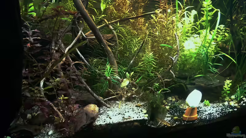 An einem kleinen tontopf habe ich kabelbinder befestigt und ein stück gurke an den von Pseudoym (2)