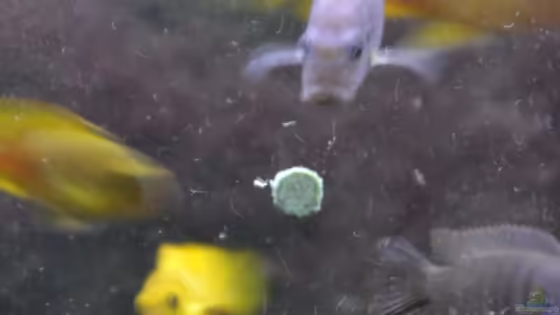 An einer Futtertablette von Mueller76 (18)