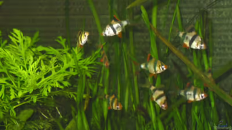 an meinen Barben sind Pyranhas verloren gegangen, ich hoffe immer, daß die anderen von André Thiel (12)