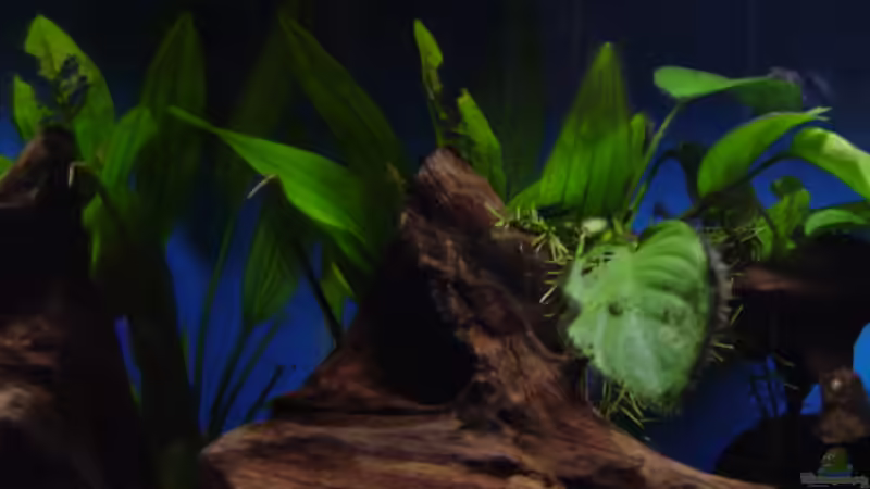 Anabias Bateria auf Wurzel gebunden von Claudio Zeitler (4)