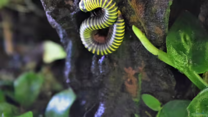 Anadenobolus ssp. von Junglist (36)