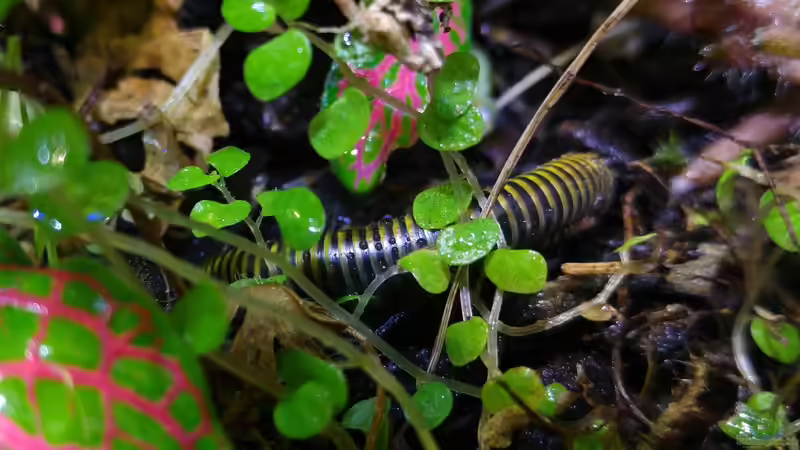 Anadenobulos monilicornis, Neontausendfüßer von Tino Georgi (21)