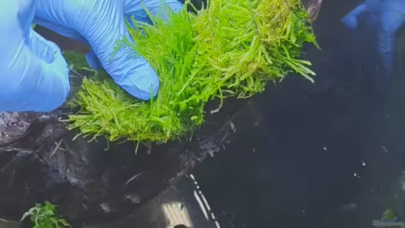 Anbinden des Moos auf Hardscape von PEM (4)