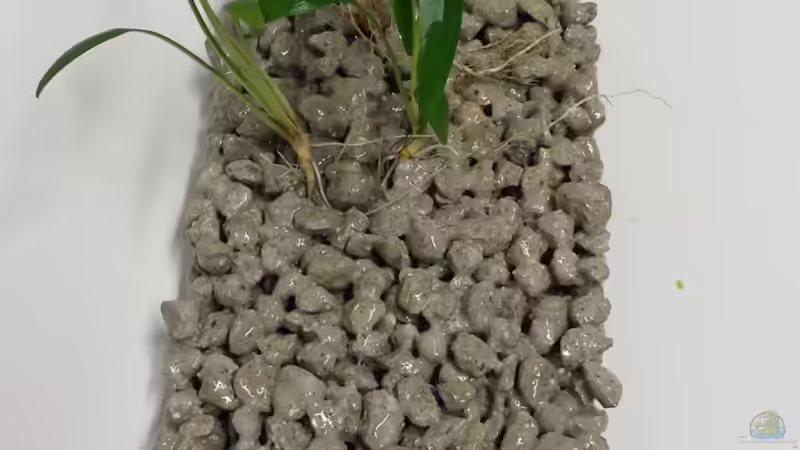 Anbinden des Wasserkelches an den Bodengrund. von ogra (4)