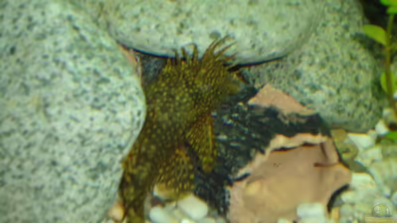 Anciskus Antennenwels Männchen von atom010 (43)