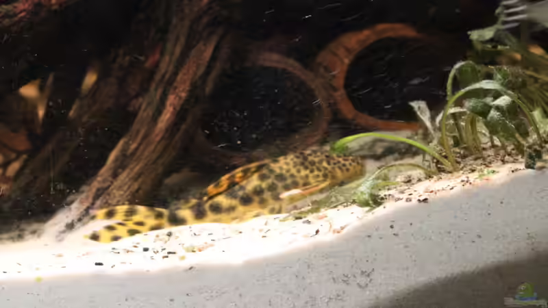 Ancistomus cf. sabaji L 75  von maxheadroom (49)