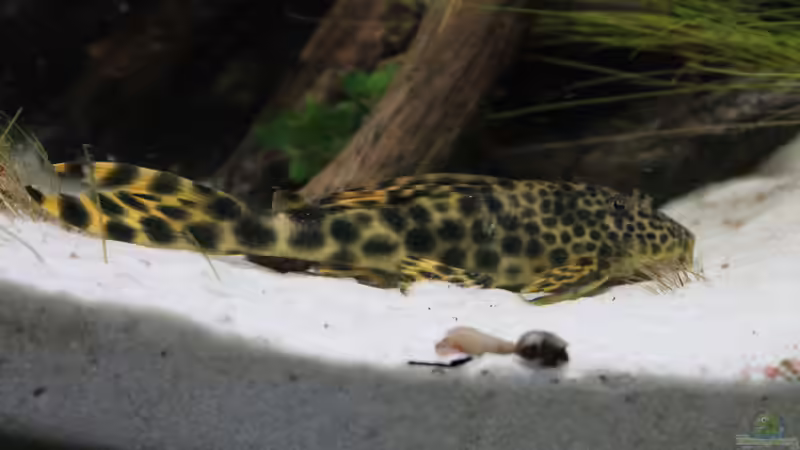 Ancistomus cf. sabaji L 75  von maxheadroom (71)