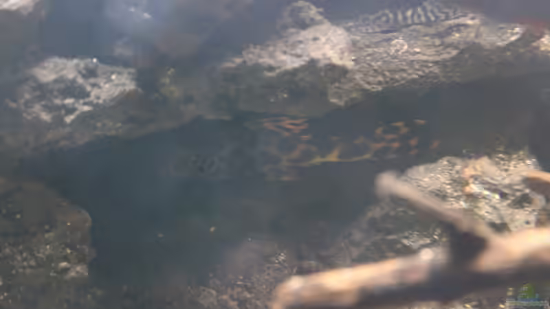 Aquarien mit Ancistomus cf. sabaji (L 75)