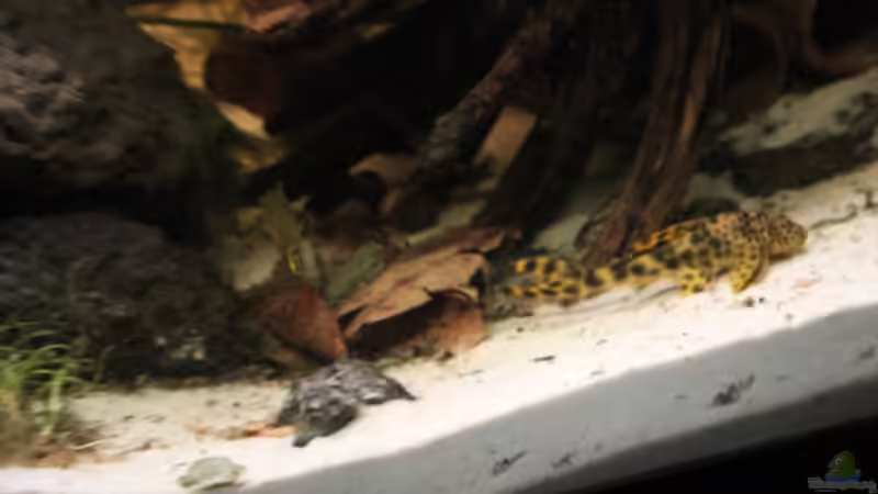 Ancistomus cf. sabaji von maxheadroom (48)