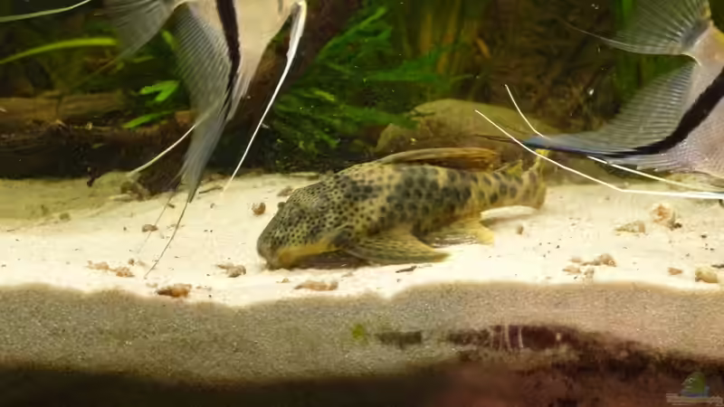 Aquarien mit Ancistomus cf. sabaji (L 75)