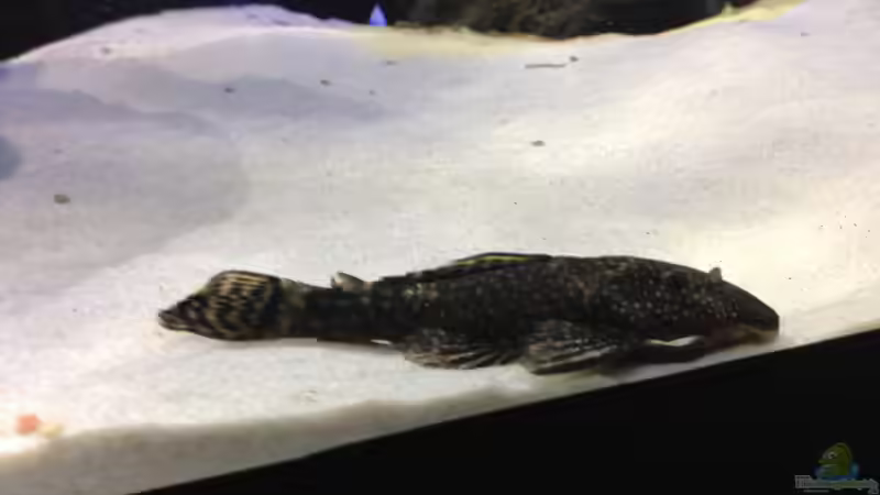 ancistren von Lynex (36)