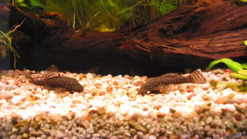 Ancistren von Renate u. Hannes Seif (6)