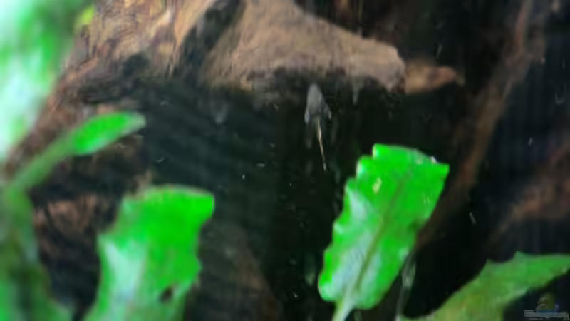 Ancistrus aff. dolichopterus (Blauer Antennenwels) Baby 1 von Morten (19)