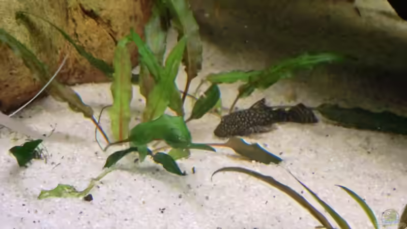 Ancistrus aff. dolichopterus (Blauer Antennenwels) Baby von Morten (13)