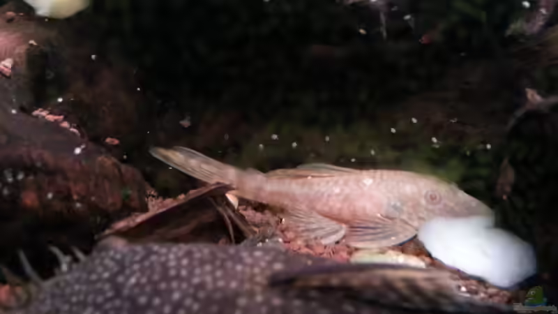 Ancistrus albino von Zomic (15)