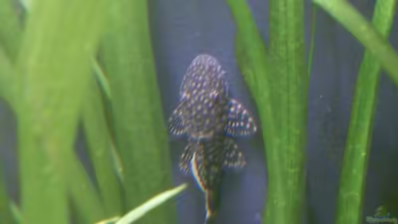 Ancistrus am Filter von NonTakt (4)