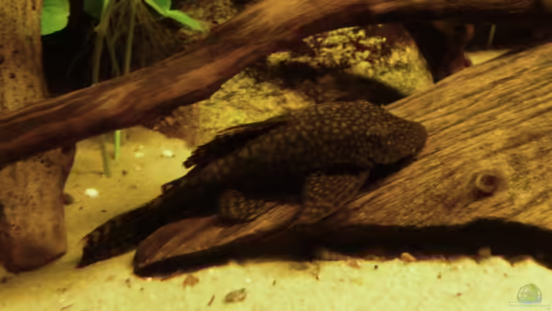 Ancistrus beim Saugen von carkl (27)