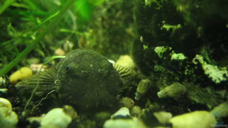 Ancistrus Bock von TNTLogge (23)