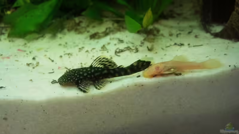 Ancistrus braun und Albino von Bassley (18)