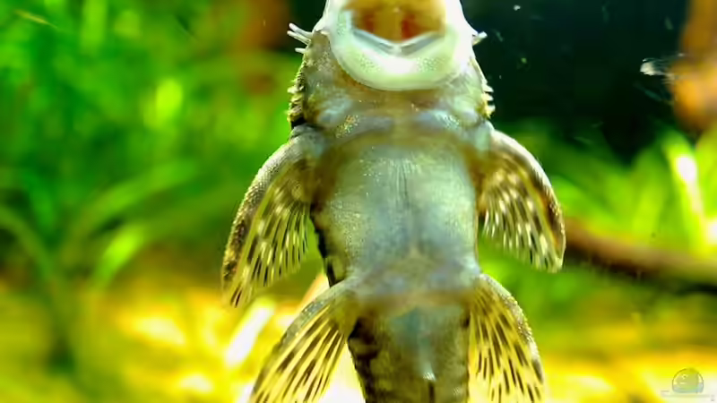 ancistrus claro von jobreuer (13)