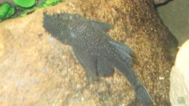 Ancistrus Dolichopterus 20 Jahre altes Männchen von Esslinger (27)