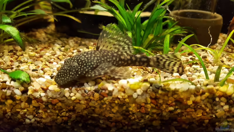 Ancistrus dolichopterus (Blauer Antennenwels, Weibchen) von Andy1904 (9)