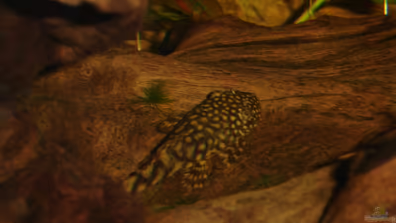 Ancistrus dolichopterus (Blauer Antennenwels) von Michael Z. (18)